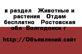  в раздел : Животные и растения » Отдам бесплатно . Ростовская обл.,Волгодонск г.
